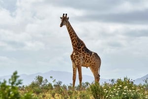 Klassieke dagtrip: Treintransfer naar Mikumi Nationaal Park
