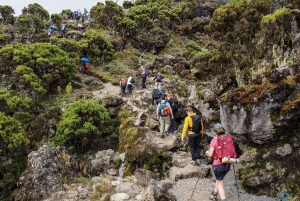 Scalare il monte Kilimanjaro attraverso la via Lemosho 8 giorni