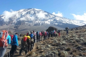 Scalare il monte Kilimanjaro attraverso la via Lemosho 8 giorni