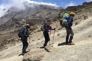 Scalare il monte Kilimanjaro attraverso la via Lemosho 8 giorni