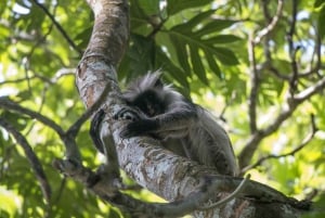 Comfortable day trip to Nyerere NP from Zanzibar by flight