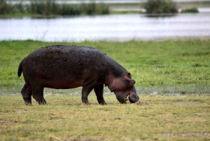 Comfortable day trip to Nyerere NP from Zanzibar by flight