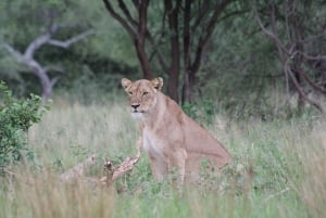 Comfortable day trip to Nyerere NP from Zanzibar by flight