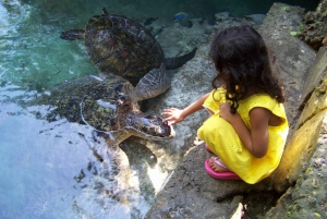 Zanziar:Mnemba Island Tour & Nungwi Turtle Aquarium