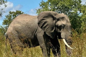 Dar es Salaam: 2-tägige Mikumi-Park-Safari-Tour im Luxuszug