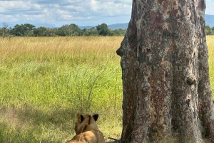 Dar es Salaam: 2-tägige Mikumi-Park-Safari-Tour im Luxuszug