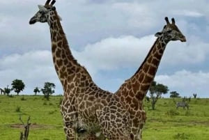 Dar es Salaam: 2-tägige Mikumi-Park-Safari-Tour im Luxuszug