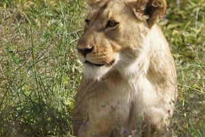 Dar es Salaam : safari de 2 jours dans le parc Nyerere et safari en bateau