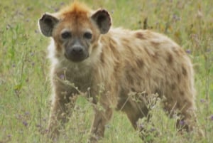 Dar es Salaam : safari de 2 jours dans le parc Nyerere et safari en bateau