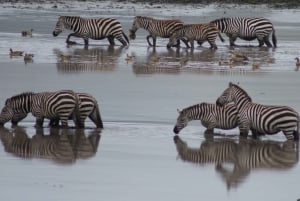 Dar es Salaam : safari de 2 jours dans le parc Nyerere et safari en bateau