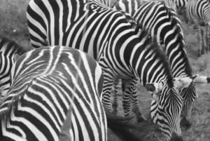 Dar es Salaam : safari de 2 jours dans le parc Nyerere et safari en bateau