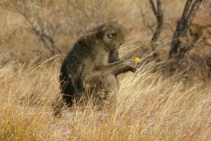 Dar es Salaam: 2-daagse privéboot- en voetafdrukjacht in Selous