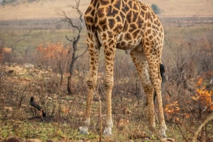 Dar es Salaam: 2-daagse privéboot- en voetafdrukjacht in Selous