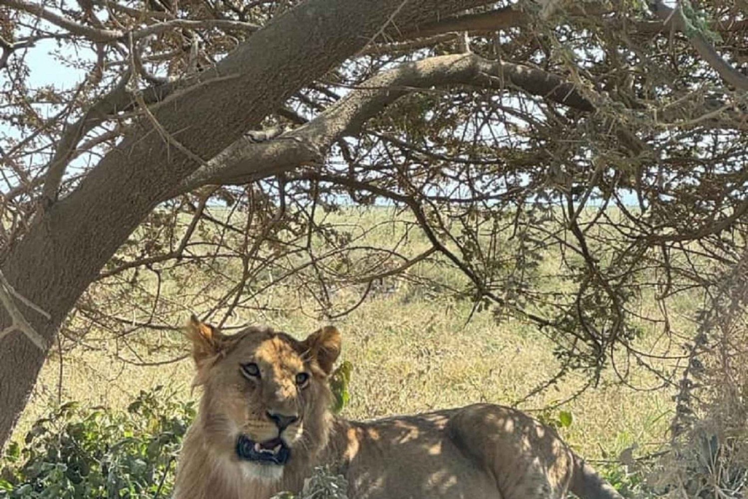 Dar es Salaam: Safári de 2 dias no Parque Nacional Saadani