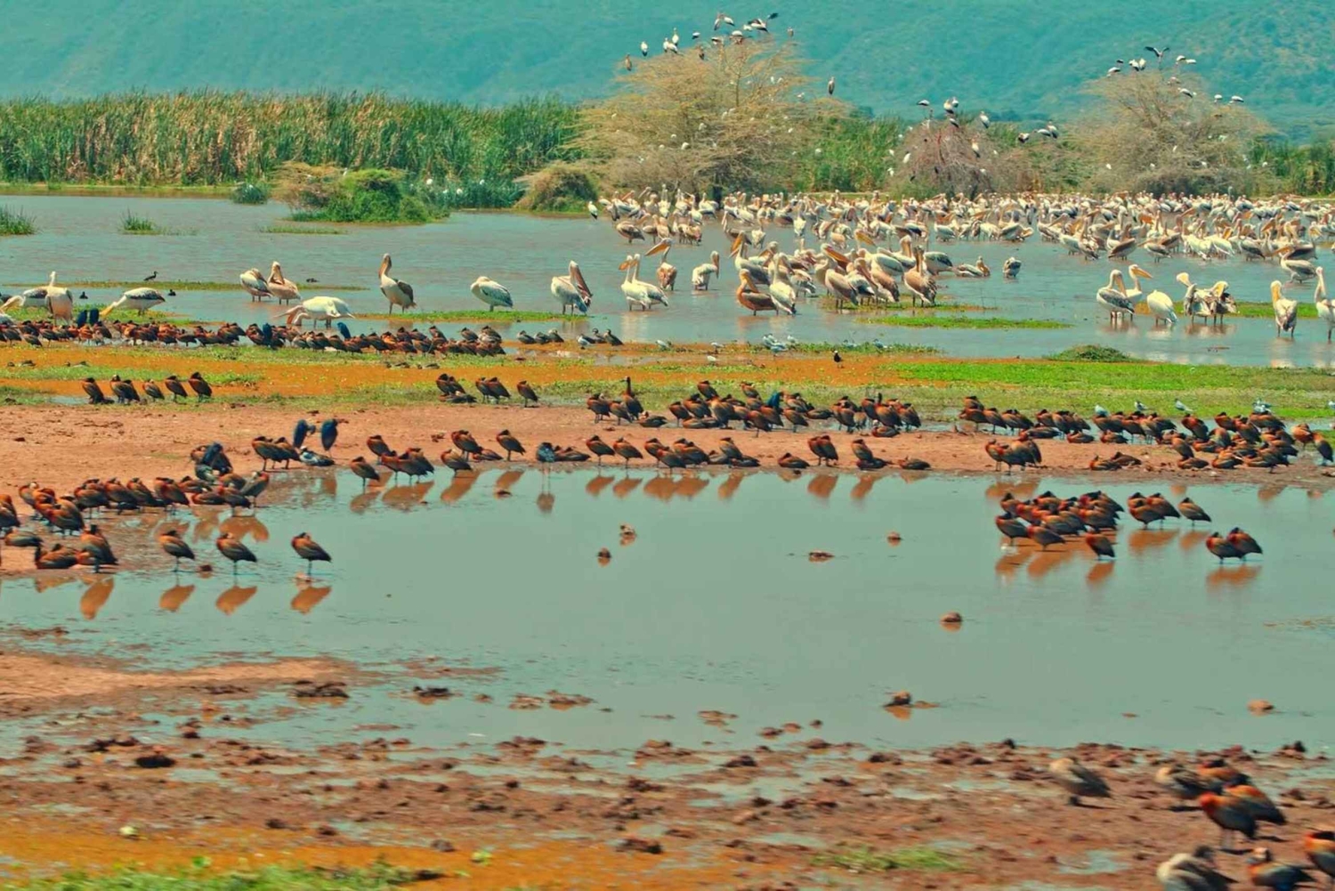 Dar es Salaam: 2-dniowe safari w Parku Narodowym Saadani