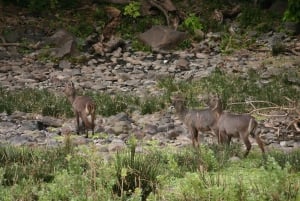 Dar es Salaam: 2-dages safari i Saadani Nationalpark
