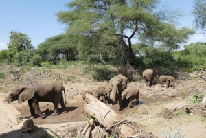Dar es Salaam: 2-dniowe safari w Parku Narodowym Saadani