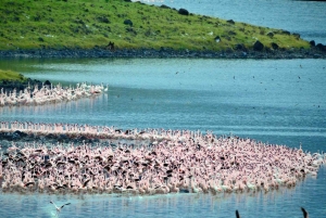 Dar es Salaam: 2-dniowe safari w Parku Narodowym Saadani