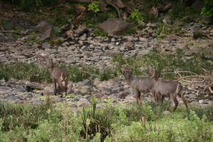 Dar es Salaam: 2-dniowe safari w Parku Narodowym Saadani
