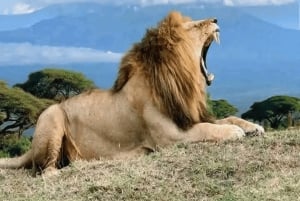 Dar es Salaam: 2-dniowe safari do Parku Narodowego Mikumi i …