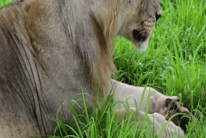 Dar es Salaam: 2-dniowe safari do Parku Narodowego Mikumi i …