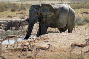 Dar Es Salaam: 2 Days 1 Night Safari at Mikumi National Park