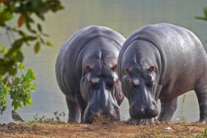 Dar Es Salaam: 2 Days 1 Night Safari at Mikumi National Park