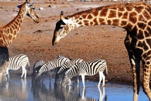 Dar Es Salaam: 2 Days 1 Night Safari at Mikumi National Park