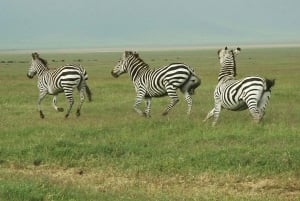 Dar es Salaam: 2 dni z niesamowitymi Masajami i Parkiem Narodowym Mikumi