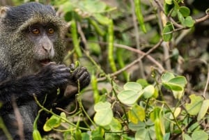 Dar es Salaam: 2 dni z niesamowitymi Masajami i Parkiem Narodowym Mikumi