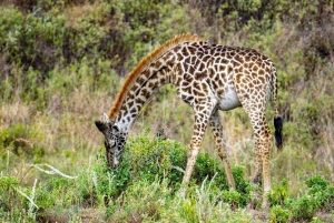 Dar es salaam:2 Days Amazing Maasai & Mikumi National Park