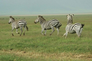Dar es salaam:2 Days Amazing Maasai & Mikumi National Park