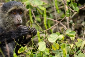 Dar es salaam:2 Days Amazing Maasai & Mikumi National Park
