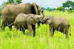 Dar es Salaam: 2-daagse safari in Mikumi National Park per trein