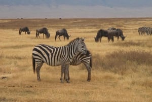 Dar es Salaam: 2-daagse safari in Mikumi National Park per trein
