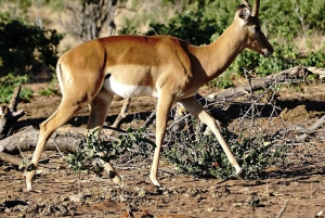 Dar es Salaam: 3-dages safari til Maasai og Mikumi Nationalpark