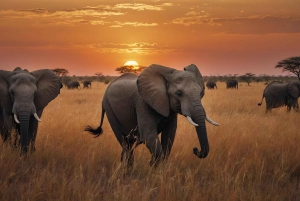 Dar es Salaam: 3-dages safari til Maasai og Mikumi Nationalpark