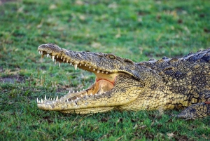 Dar es Salaam: 3-dages safari til Maasai og Mikumi Nationalpark