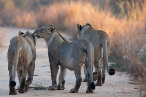 Dar es Salaam : safari de 3 jours dans le parc national de Mikumi avec repas