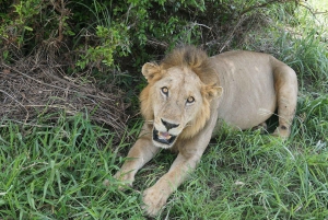 Dar es Salaam : safari de 3 jours dans le parc national de Mikumi avec repas