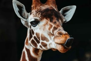 Dar es Salaam: 3-daagse Mikumi & Udzungwa Safari met trein