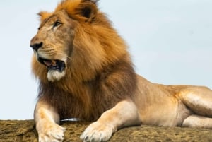 Dar es Salaam: 3-daagse Mikumi & Udzungwa Safari met trein