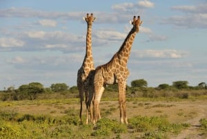 Dar es Salaam: 3-daagse Mikumi & Udzungwa Safari met trein