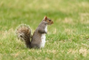Dar es Salaam: 3-daagse Mikumi & Udzungwa Safari met trein