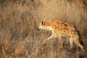 Dar es Salaam: 3-daagse Mikumi & Udzungwa Safari met trein