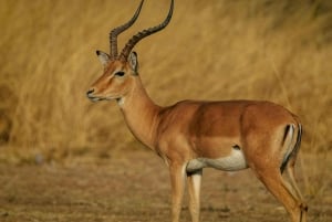 Dar es Salaam: 3-daagse Mikumi & Udzungwa Safari met trein