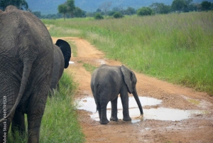 Dar es Salaam: Safari de 3 días por Mikumi y Udzungwa con tren