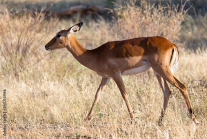 Dar es Salaam: Safari de 3 días por Mikumi y Udzungwa con tren