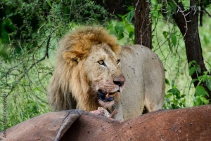 Dar es Salaam: Safari de 3 días por Mikumi y Udzungwa con tren