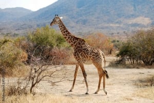 Dar es Salaam: Safari di 3 giorni nel Parco Nazionale Nyerere